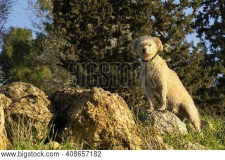 A Half Breed Dog Leaning On A Rock In A Forest In The Judea Mountains, Israel, At Dawn, Morning Dew 