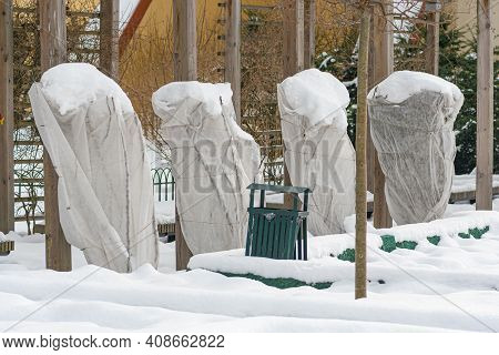 Plants And Trees In A Park Or Garden Covered By The Snow And Blanket, Swath Of Burlap, Frost Protect