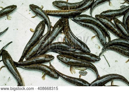 Telo Taki Or Spotted Snakehead, Channa Punctata Or Spotted Snakehead That Found In Thousands Of Rive