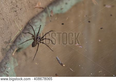 Large Spider Spreads In The Cobweb - Close-up Angle Spider