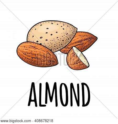 Whole And Half Half Almonds Nuts With And Without Shell. Vector Engraving