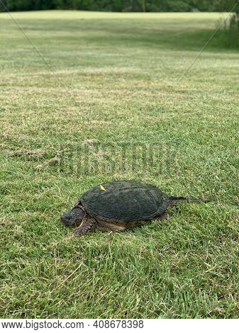 Snapping Turtle Roaming The Fairway In Forefront, Beautiful Depth Of Grass In Background.