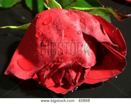 Rose in der Nacht
