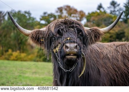 Long-haired Longhorn Black Highland Cattle On Meadow In Hessen, Germany