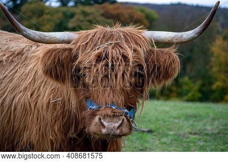 Long-haired Brown Longhorn Highland Cattle On Meadow In Hessen, Germany