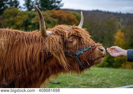 Long-haired Brown Longhorn Highland Cattle On Meadow In Hessen, Germany