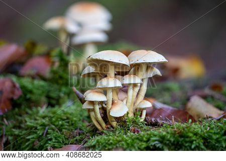 Hypholoma Fasciculare Fungus Growing On A Tree Stump