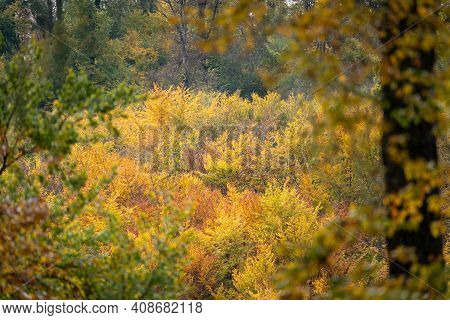View Of A Forest In Autumn Sunshine With Deciduous Trees And Leaves In Beautiful Yellow And Red Colo
