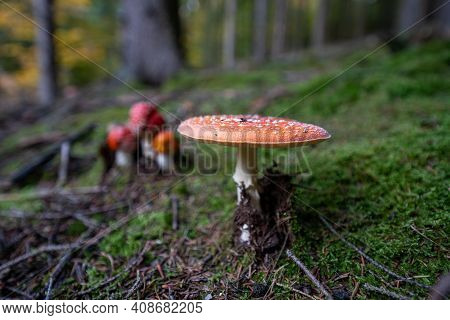 Poisonous Toadstool Amanita Muscaria Mushroom On Forest Soil In Fall