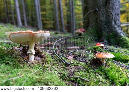 Poisonous Toadstool Amanita Muscaria Mushroom On Forest Soil In Fall
