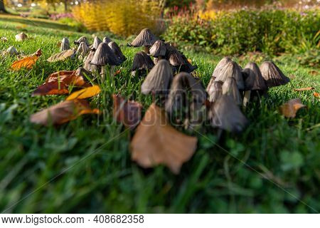 Bunch Of Inocybe Mushrooms(inocybe Patouillardi) Growing On Green Grass