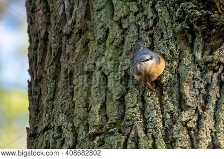 Kleiber, Bird On A Tree In Winter Sitta Europaea, European Nuthatch
