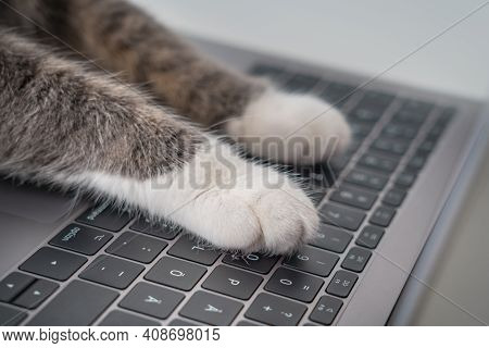 Cat Working On Computer. Cat Paws On A Laptop Keyboard Typing Text