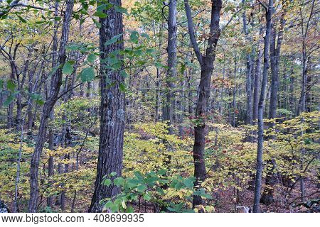 Fall Colors At Mount Tom State Park In Washington, Connecticut