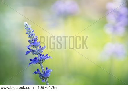 Closeup Of Purple Lavender Flower On Blurred Gereen Background Under Sunlight With Copy Space Using 