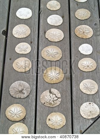 A Bunch Of Sand Dollars On A Wooden Board