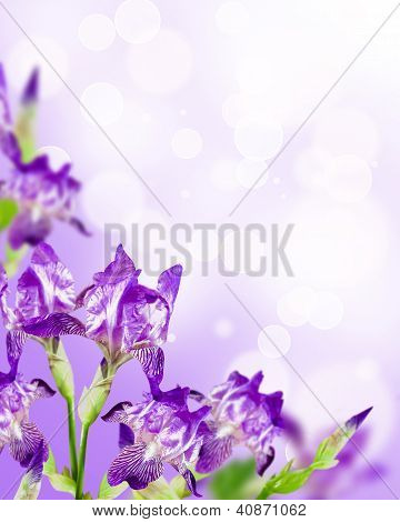 꽃