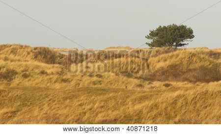 Dune Landscape On The Isle Of Ameland