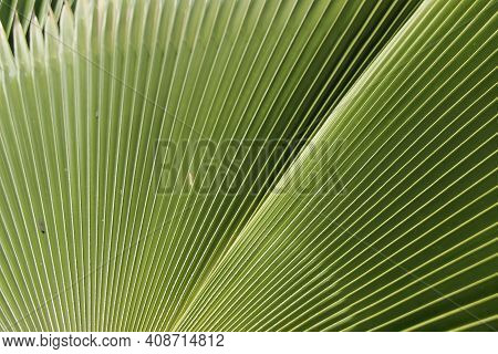 Livistona Saribus Is A Type Of Palm Plant That Has Large, Fan-like Leaves. A Suitable Plant As A Hom