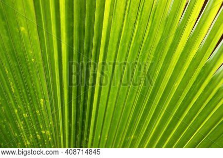 Livistona Saribus Is A Type Of Palm Plant That Has Large, Fan-like Leaves. A Suitable Plant As A Hom