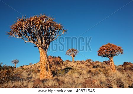 ภูมิทัศน์ต้นไม้ quiver