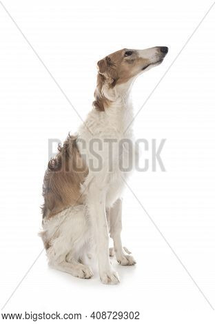 Young Borzoi In Front Of White Background