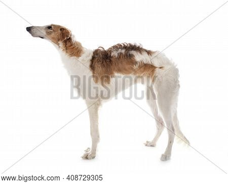 Young Borzoi In Front Of White Background