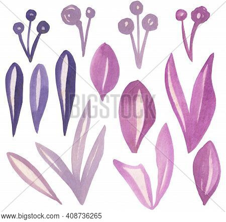 Watercolor Viloet Purple Floral Illustration, Leaf And Berries.