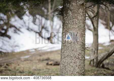 Details Of A Hiking Trail Sign On A Fir Tree In A Forest From The Romanian Carpathian Mountains.