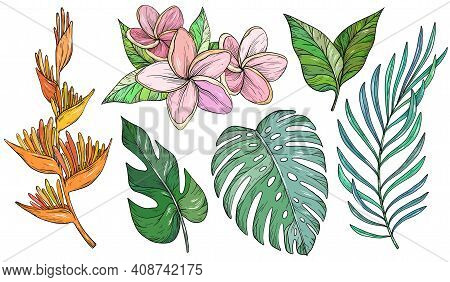 Vector Set Of Tropical Leaves. Palm, Banana Leaf, Monstera, Heliconia And Frangipani Flowers