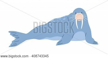 Cute And Funny Blue Walrus With Tusks Lying And Relaxing. Happy Arctic Animal Character Isolated On 
