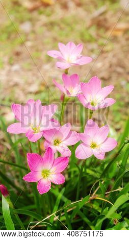 Pink Zephyranthes Lily Flower In A Garden.