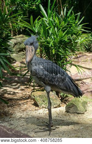The Shoebill, Balaeniceps Rex Or Shoe-billed Stork. The Majestic Bird Of The Wetlands And An Excelle