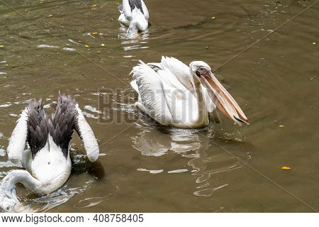 Great White Or Eastern White Pelican, Rosy Pelican Or White Pelican Is A Bird In The Pelican Family