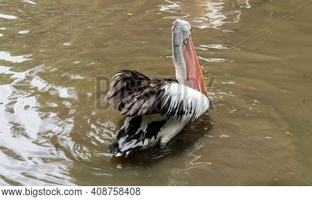 Great White Or Eastern White Pelican, Rosy Pelican Or White Pelican Is A Bird In The Pelican Family