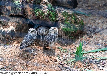 Little Owl, Also Known As The Owl Of Minerva, Is A Bird That Inhabits Much Of The Temperate And Warm