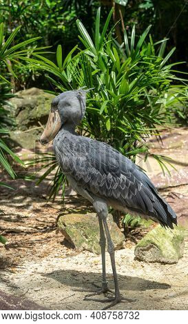 The Shoebill, Balaeniceps Rex Or Shoe-billed Stork. The Majestic Bird Of The Wetlands And An Excelle