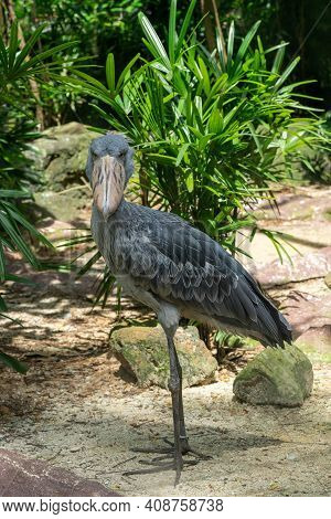 The Shoebill, Balaeniceps Rex Or Shoe-billed Stork. The Majestic Bird Of The Wetlands And An Excelle