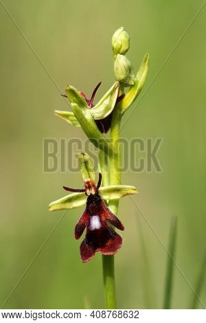 Ophrys Insectifera, Wild Fly Orchid Flower In Spring