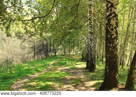 Mountain Slope With Birch Forest, Road And Grass In Summer On Kok Zhailau, Sunlight And Shade From T