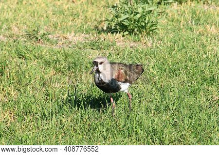 A Bird From The Argentine Patagonia, The Tero Or Vanellus Chilensis Taking Care Of Its Nest