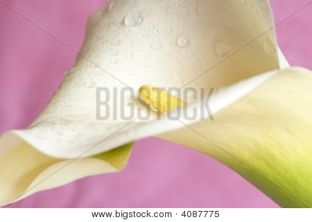 Bella Calla Lilly en rosa