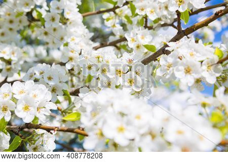 White Oriental Cherry In Spring Over Clear Blue Sky