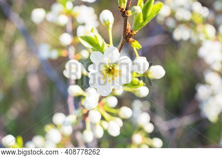White Oriental Cherry In Spring Over Clear Blue Sky