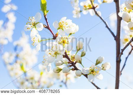 White Oriental Cherry In Spring Over Clear Blue Sky
