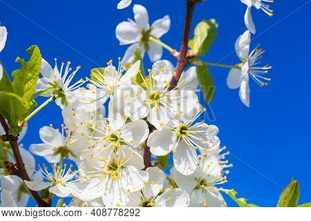 White Oriental Cherry In Spring Over Clear Blue Sky