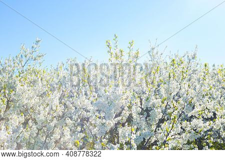 White Oriental Cherry In Spring Over Clear Blue Sky