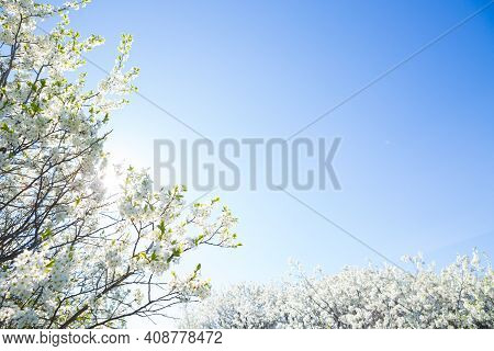 White Oriental Cherry In Spring Over Clear Blue Sky