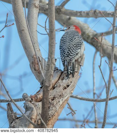 Red-bellied Woodpecker Relaxing High In A Tree