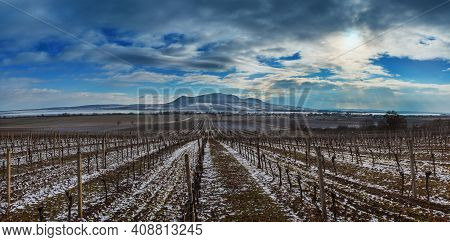 Beautiful Winter Landscape At Sunset. A Snowy Vineyard Can Be Seen In The Foreground. In The Backgro
